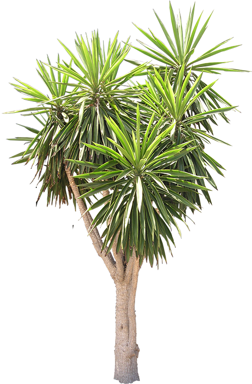 spineless yucca arecaceae tree plant texture mapping flora a72efc4cf6b67462c5fcfed4dbbf0bb2